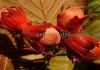 Фото Саженцы фундука из питомника растений Арбор