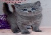 Фото Британские клубные котята голубого окраса из питомника VIVIAN.