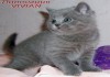 Фото Британские клубные котята голубого окраса из питомника VIVIAN.