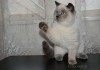 Фото Котята-котики блю-поинт окраса шотландские.
