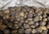 Картофель оптом, урожай 2021, сорта: Гала и Ред Скарлет