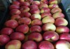 Яблоки напрямую от производителя с Краснодарского Края