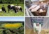 Фото Фермерское хозяйство в Московской области: молочные и мясные продукты