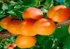 Фото Саженцы яблони и других плодовых деревьев из питомника растений
