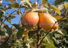 Фото Плодовые деревья из питомника, саженцы крупномеры