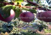 Фото Плодовые деревья из питомника, саженцы крупномеры