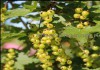 Фото Саженцы смородины ЗКС, в горшках и в коме земли, с плодами из питомника