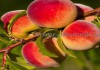 Фото Саженцы персиков, персики в горшках из питомника и интернет магазина Арбор