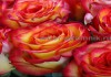 Фото Саженцы кустовых роз из питомника, каталог роз в большом ассортименте в питомнике Арбор