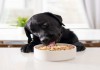 Фото Наборы еды для собак, подобранные по рекомендации диетолога