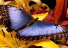 Фото Живые тропические бабочки Зимой и Летом, Удивите ваших близких