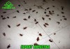 Фото Уничтожение насекомых, грызунов, запахов, вирусов, плесени и др