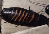 Фото Мадагаскарские тараканы шипящие