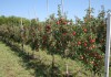 Фото "Северный Плодовый Питомник": саженцы плодовых деревьев и кустарников в Ломоносовском районе