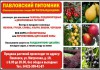 Павловский питомник: саженцы плодово-ягодных растений