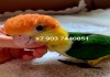 Рыжеголовый белобрюхий попугай, или каик (Pionites leucogaster) птенцы выкормыши