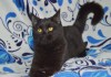 Фото Кошечка черная шотландская прямоухая.