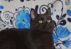 Фото Кошечка черная шотландская прямоухая.