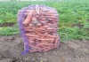 Фото 11 сортов картофеля от одного поставщика оптом