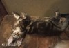 Фото Котята мейн-кун мраморного окраса.