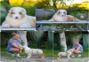 Щенки Австралийской овчарки/аусси от питомника ркф