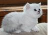 Фото Британские котята серебристые шиншиллы с изумрудными глазами