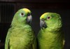 Фото Амазоны - ручные птенцы из питомника