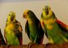 Фото Амазоны - ручные птенцы из питомника