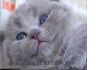 Британские плюшевые котята. москва