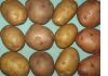 Элитный семенной картофель - почтой по России