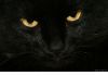 Фото Красивый черный молоденький котик